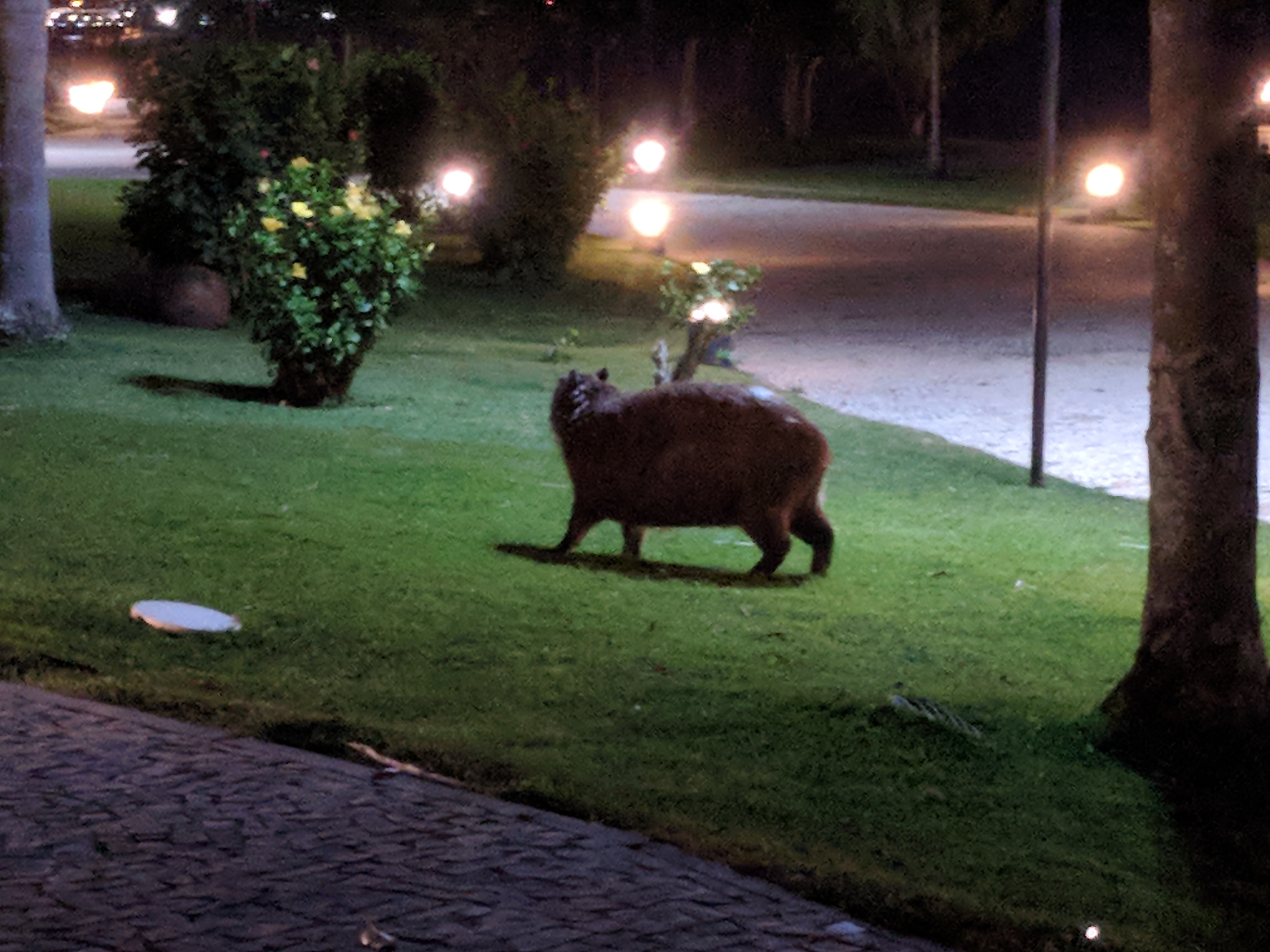 A capybara on a lawn