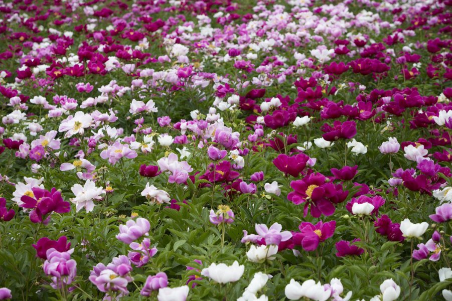 Field of flowers