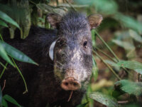Peccary with biotag