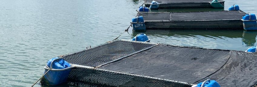 Fish Cages at Castanhão Reservoir